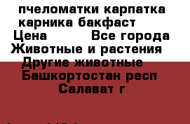 пчеломатки карпатка карника бакфаст F-1 › Цена ­ 800 - Все города Животные и растения » Другие животные   . Башкортостан респ.,Салават г.